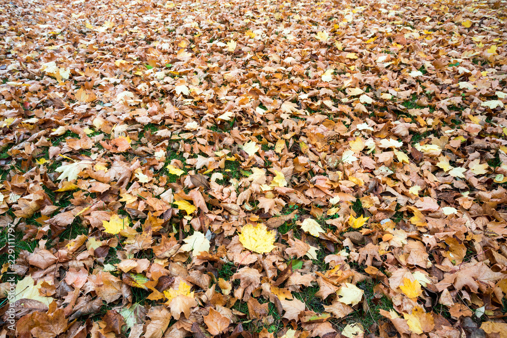 lot of fallen leaves lot of fallen leaves