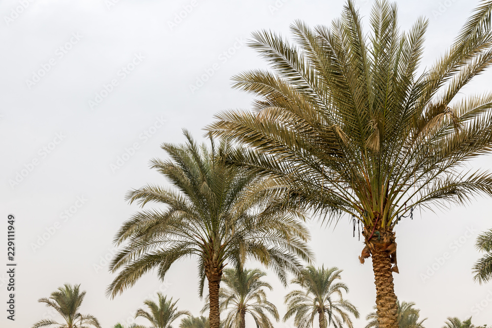 Fototapeta premium Garden and palms