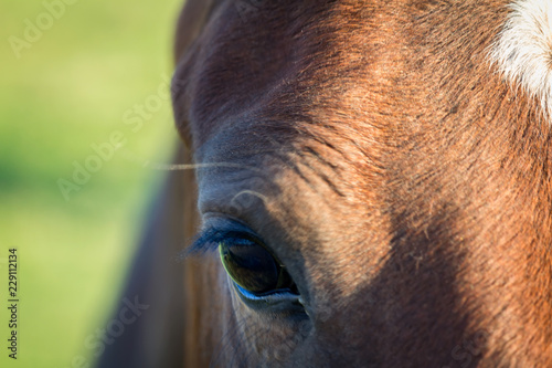 Detail of horse eye with blured background