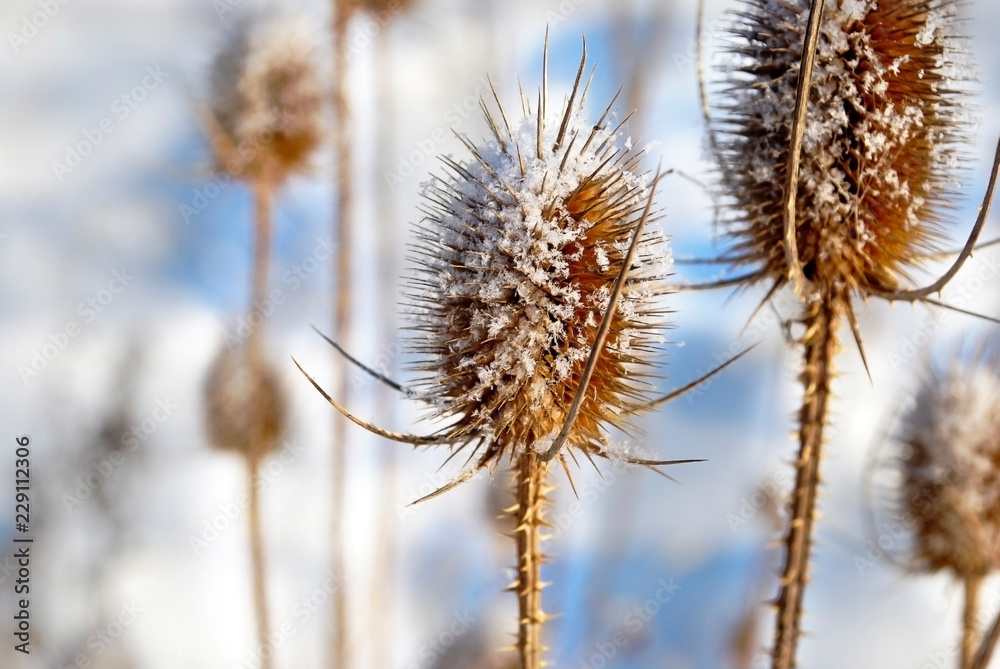 Obraz premium Headrest