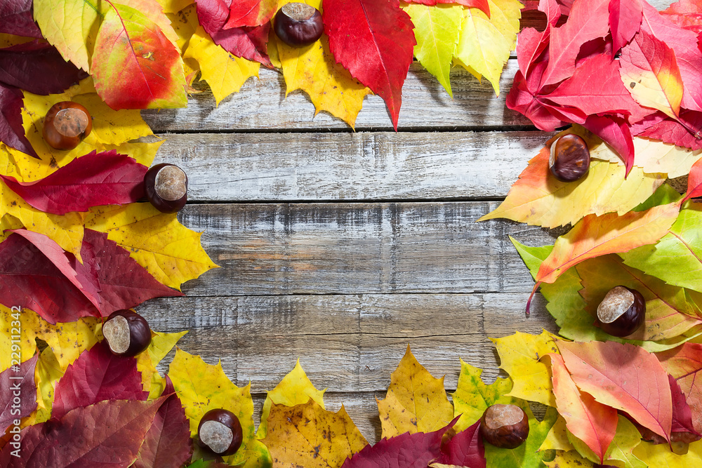 Obraz premium Colorful autumn leaves with chestnut on white wood background