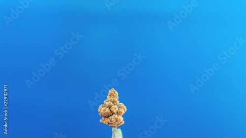 Electrolysis of copper. Electrolytic reduction of copper from solution