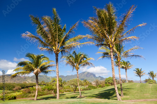 Palm Trees At Golf Course, Kauai