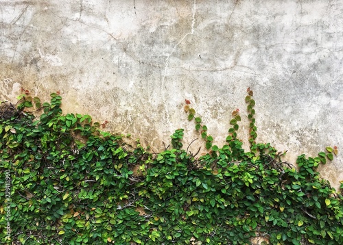 green climbing fig plant (creeping fig or ficus pumila) growing and cover on cement wall