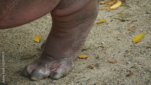 Hippopotamus in National Zoo of Malaysia
