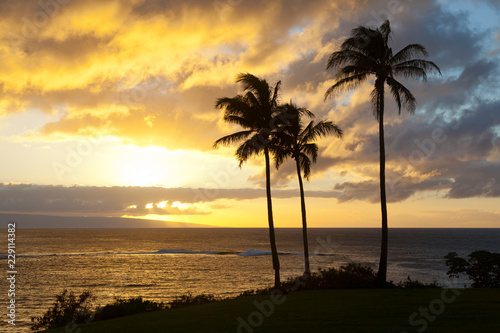 Palm Tree Sunset At Napili Point  Maui