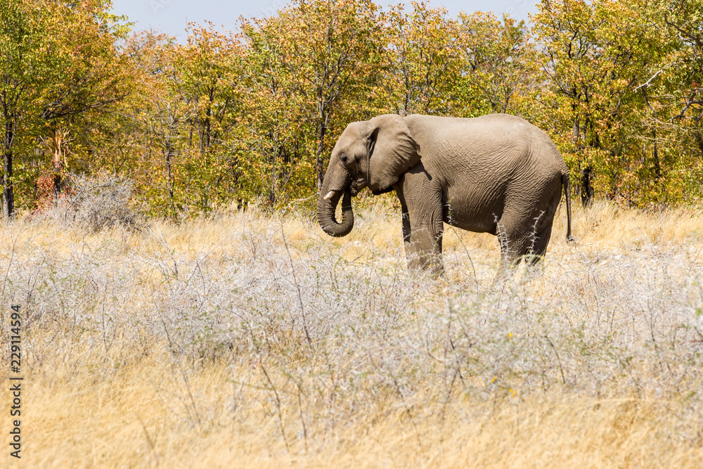 Fototapeta premium Elefant