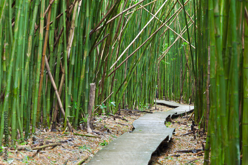 Hawaiian Bamboo Forest, Maui