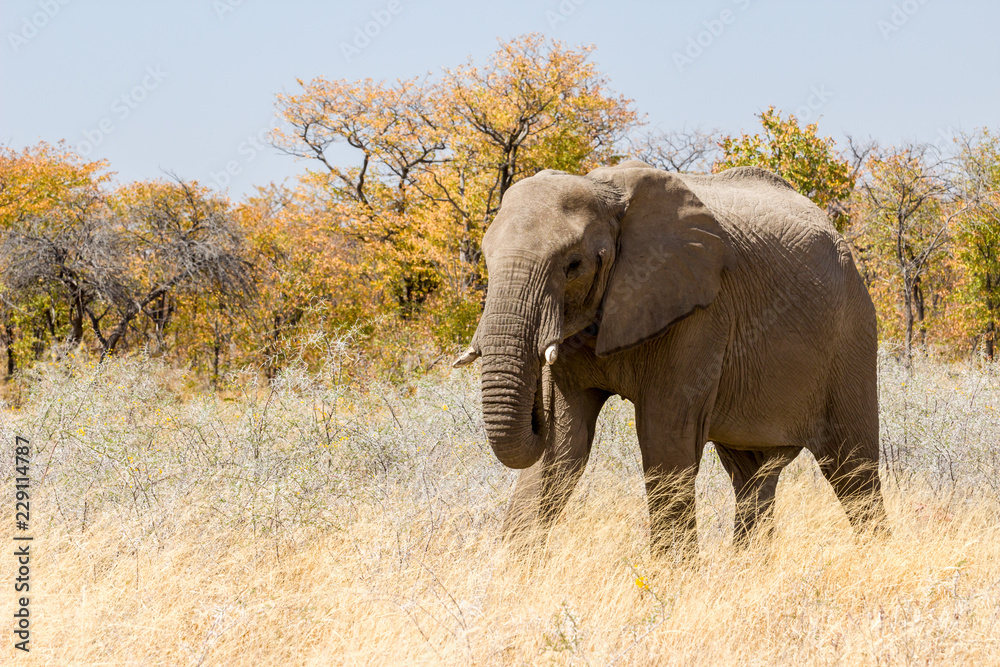 Obraz premium Elefant