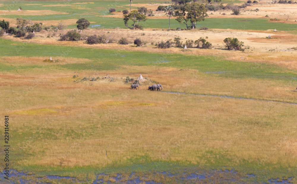 Elephants crossing water in the Okavango delta (Botswana) Elephants crossing water in the Okavango delta (Botswana)
