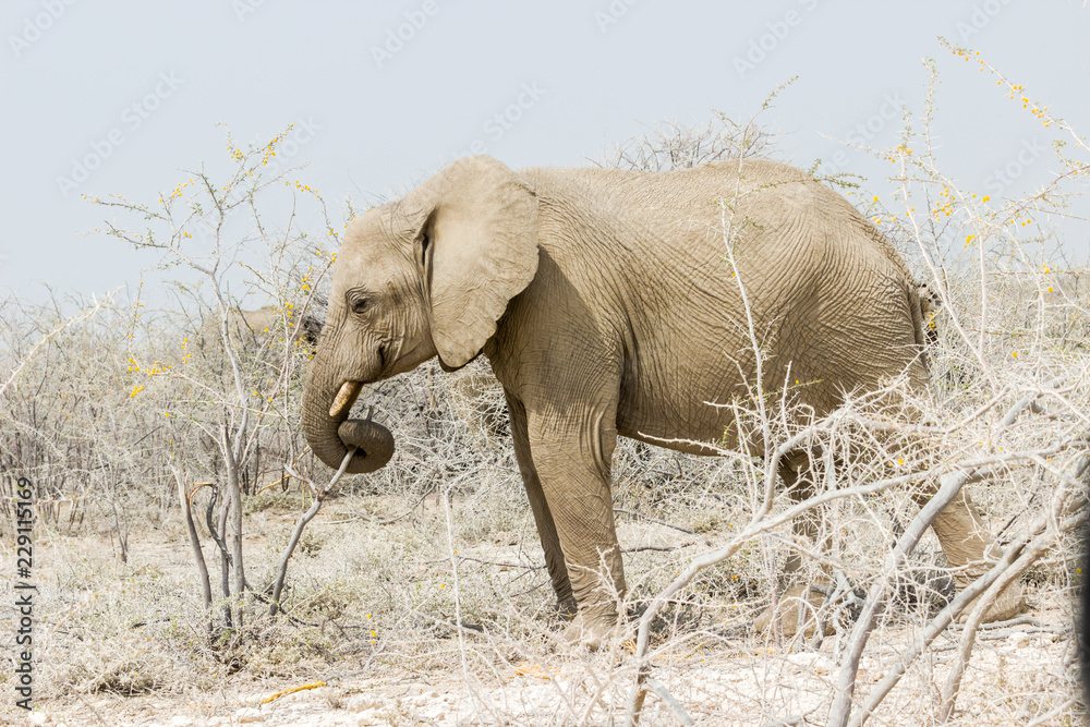 Fototapeta premium Elefant
