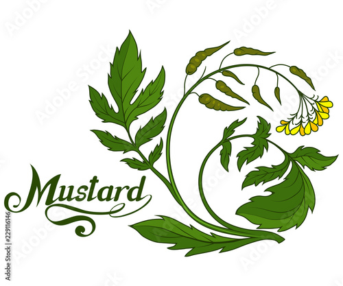 hand drawn mustard plant, spicy ingredient, mustard logo, healthy organic food, spice mustard isolated on white background, culinary herbs, label, food, natural healthy food, vector graphic to design
