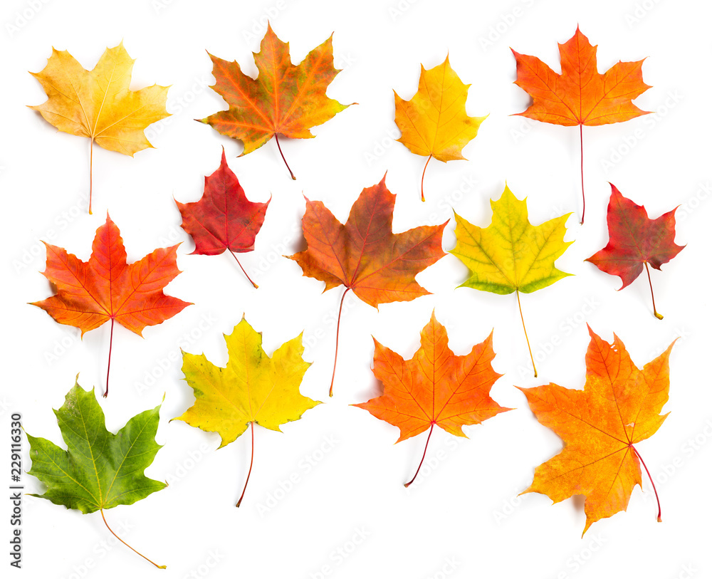 Collection of colorful autumn maple leaves isolated on a white background. Collection of colorful autumn maple leaves isolated on a white background.