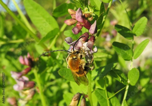 Horned bee on vicia flowers in the meadow, closeup