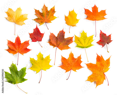 Collection of colorful autumn maple leaves isolated on a white background.