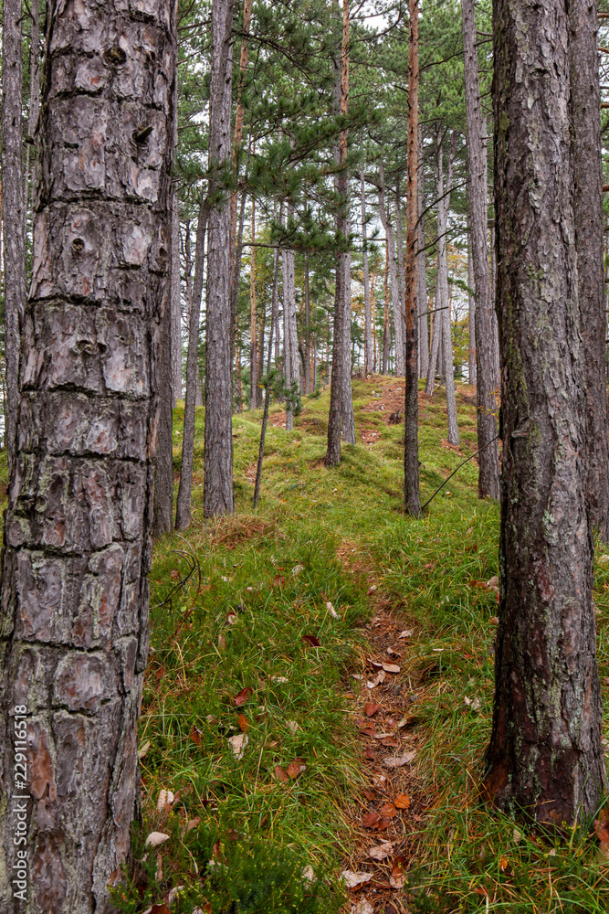 A path in the forest with scots pines. Weg in Wald mit Föhren Bäumen. A path in the forest with scots pines. Weg in Wald mit Föhren Bäumen.