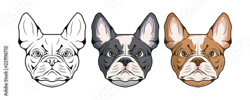 french bulldog, pet logo, dog french bulldog, colored pets for design, french bulldog puppy, colour illustration suitable as logo or team mascot, dog illustration, vector graphics to design