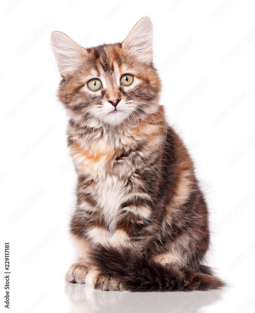 Cute little kitten sitting, isolated on white background