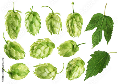 Hops and hop leaves isolated on white background.