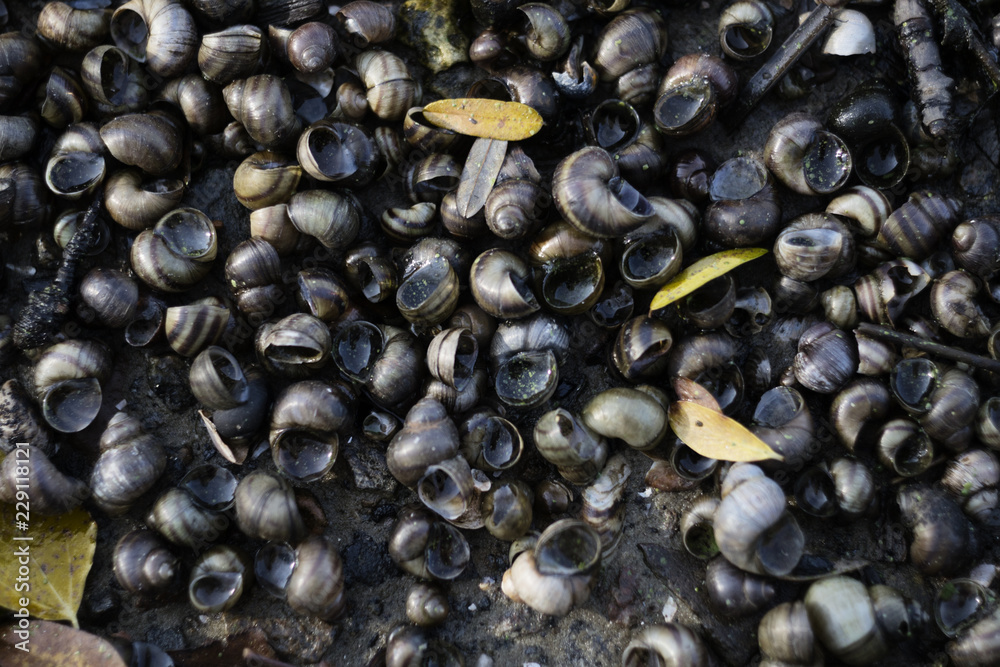Snail shells background. Snail shells background.