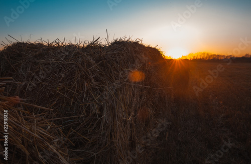 Magnificent field after haymaking with hay collected in the rays of sunset