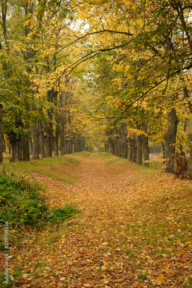 Trail in the autumn forest, autumn road