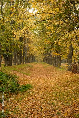 Trail in the autumn forest  autumn road