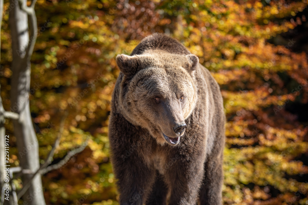 Fototapeta premium Bear (Ursus arctos) in autumn forest