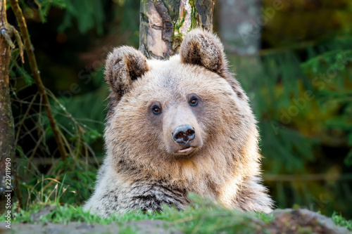 Bear (Ursus arctos) in autumn forest