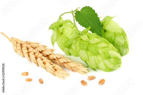 Hop cones and wheat ears isolated on white background. Beer brewing ingredients. Beer brewery concept. Beer background.