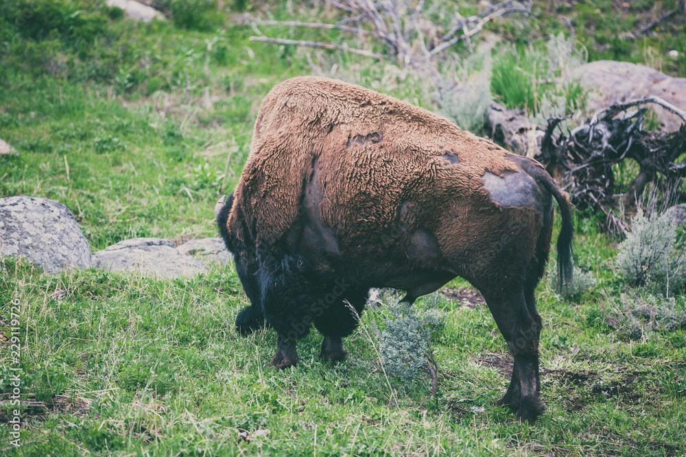 Bison Bison
