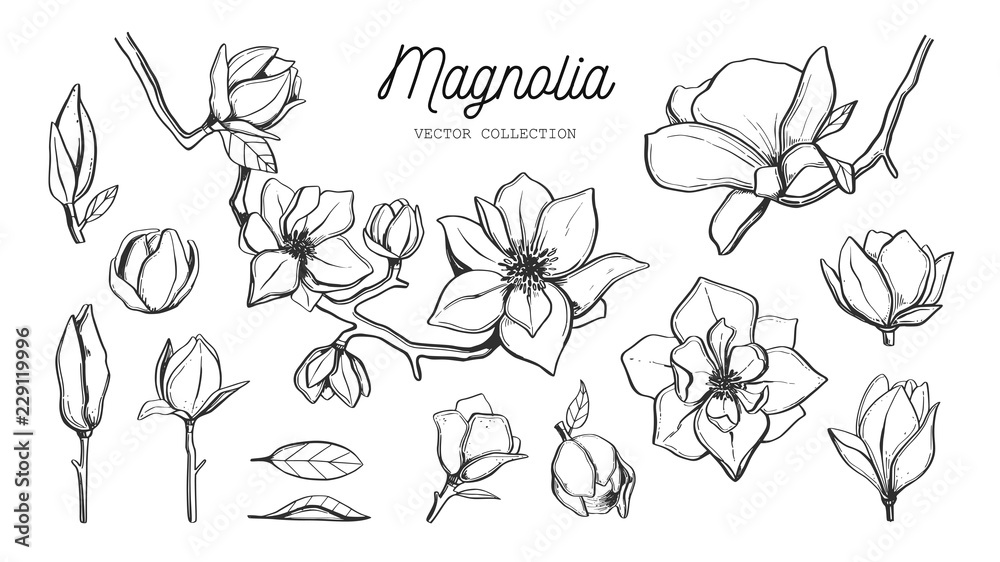 Naklejka premium Zestaw kwiatów magnolii. Wektor ręcznie rysowane botaniczny