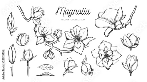 Magnolia flower set. Vector hand drawn botanical