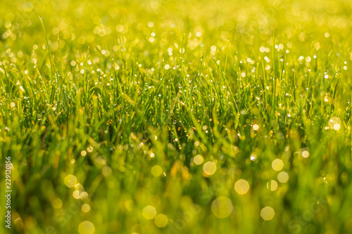 Drops on green grass with beautiful green bokeh background.