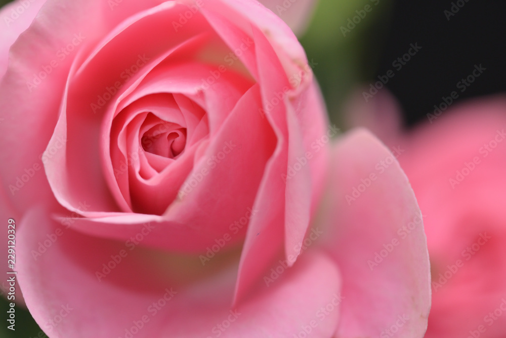 rose rose
