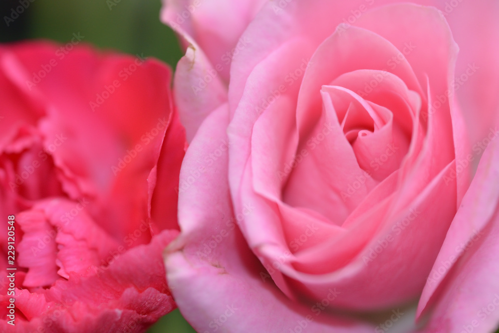 rose rose
