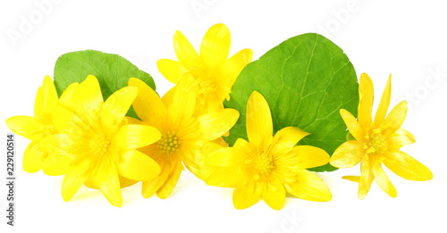yellow flower with green leaf isolated on white background