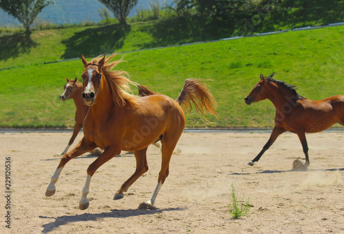 young Arabian thoroughbred foals running and playing together