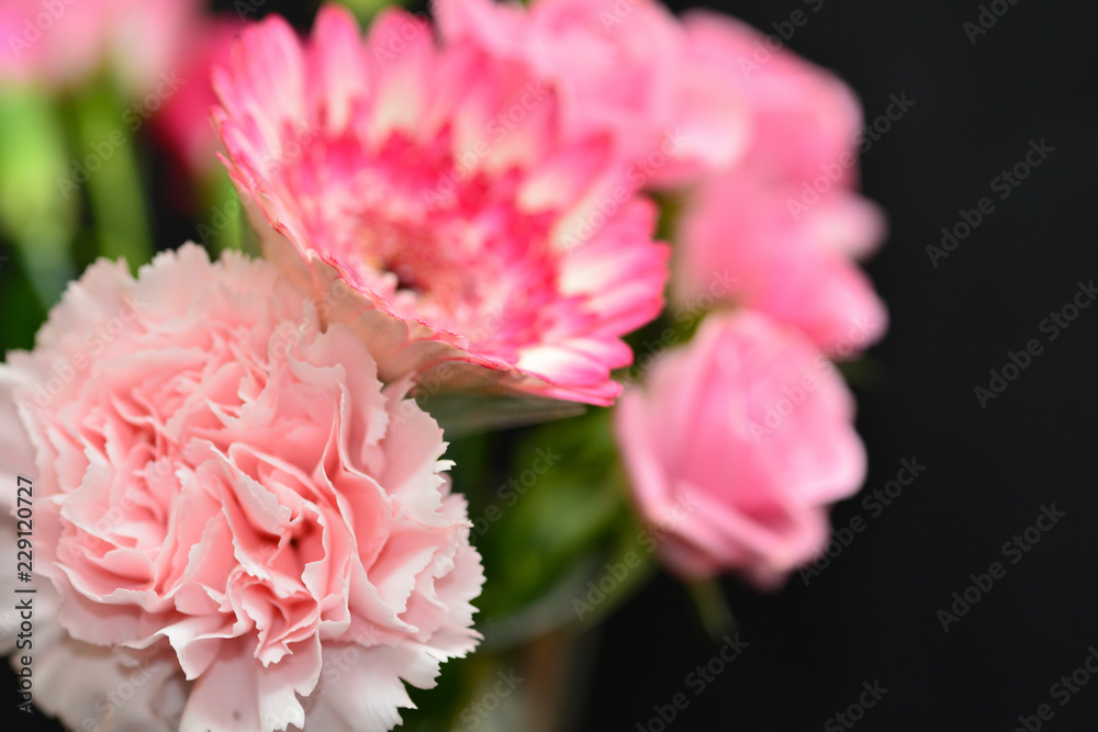 carnation carnation