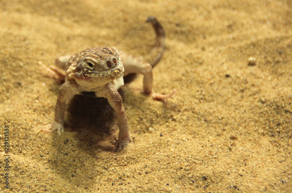small lizard in the sand