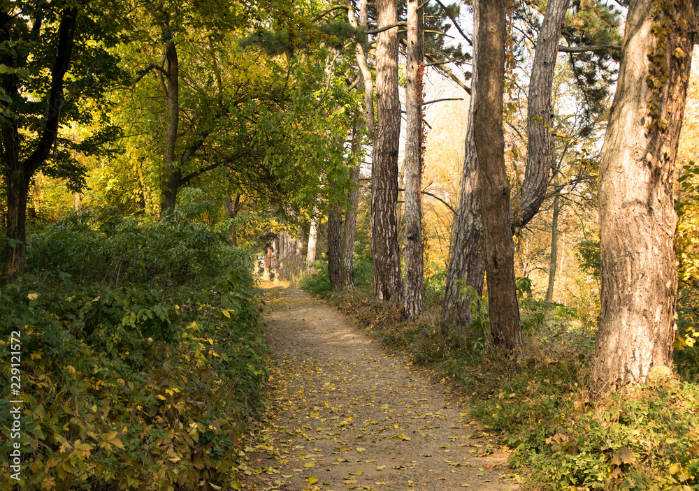 Fototapeta premium trail in the autumn colorful park with yellow and green trees