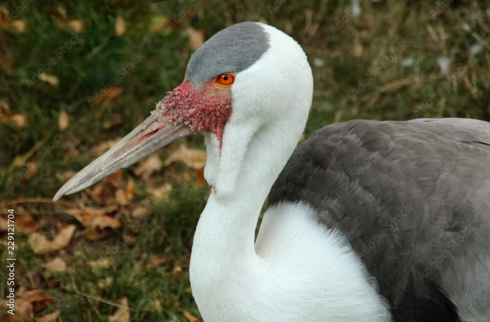 portrait of stork