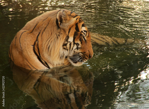 tiger relaxing in water