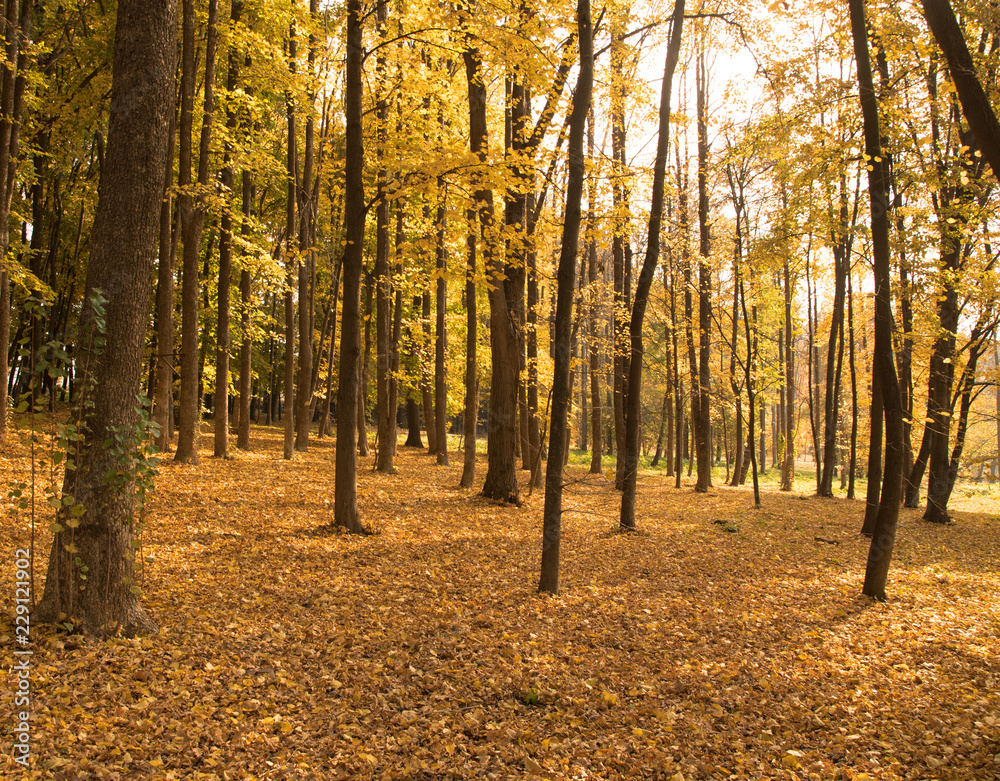 forest covered with orange leafes, trees with orange leafes in atumn park