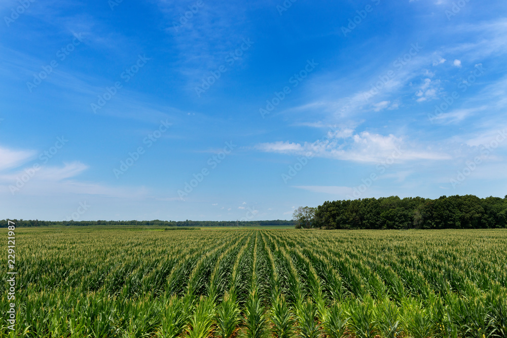 View of a cornfield in a rural area of the Mississippi State, USA View of a cornfield in a rural area of the Mississippi State, USA