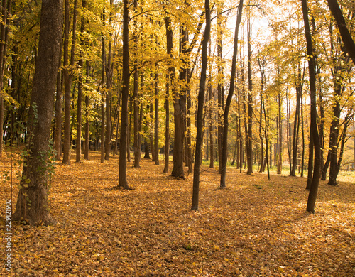 forest covered with orange leafes, trees with orange leafes in atumn park