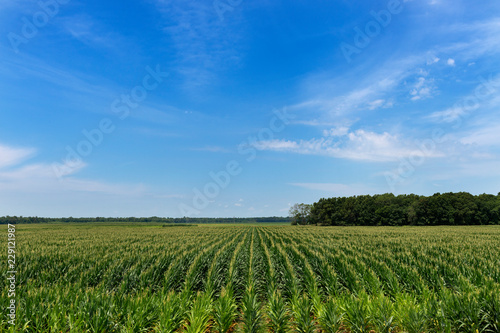 View of a cornfield in a rural area of the Mississippi State, USA