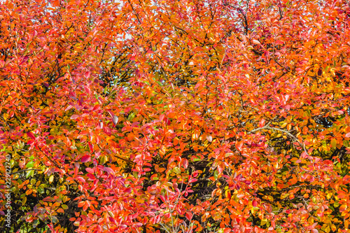 Autumn bush leaves scene. Red autumn leaves close up in autumn forest park