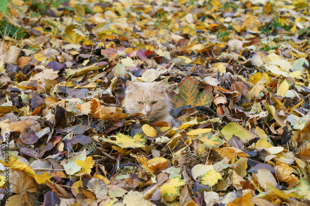 Ginger cat palying with yellow leaves in the garden at the autumn day Ginger cat palying with yellow leaves in the garden at the autumn day