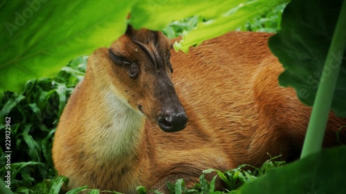 deer in the forest photo